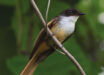 The cheerful fantail (Rhipidura laguceria) in November 2022. Image credit: James A. Eaton.