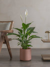 Potted Peace Lily plant in a room with a wooden chair and table.