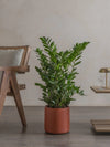 Potted ZZ plant in a room with wooden furniture and a neutral wall.