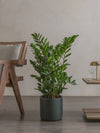 Potted ZZ plant in a room with wooden furniture and a neutral wall.