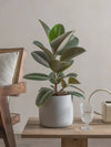 Potted Rubber tree on a wooden table with a chair and glass in the background