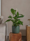 Peace-Lily-80cm-Circle-Olive-Green-Plntd-Lifestyle-24