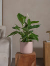 Peace-Lily-80cm-Circle-Rose-Pink-Plntd-Lifestyle-21