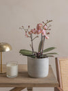 Pink-Orchid-40cm-Circle-Cement-Grey-Plntd-Lifestyle-4