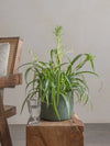 Spider-Plant-30cm-Circle-Olive-Green-Plntd-Lifestyle-5