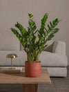 ZZ-Plant-60cm-Circle-Corvan-Red-Plntd-Lifestyle-29