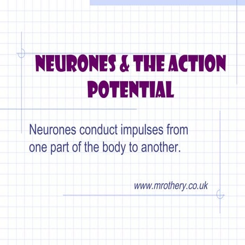 05d neurones & the action potential