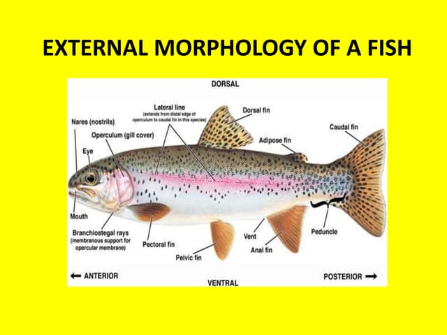 Study of Fish Morphology