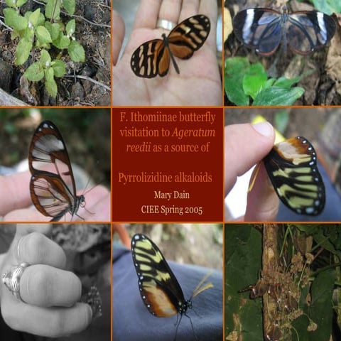 The Impact of Milkweed Alkaloids on Clearwing Butterfly Populations in the Mo...