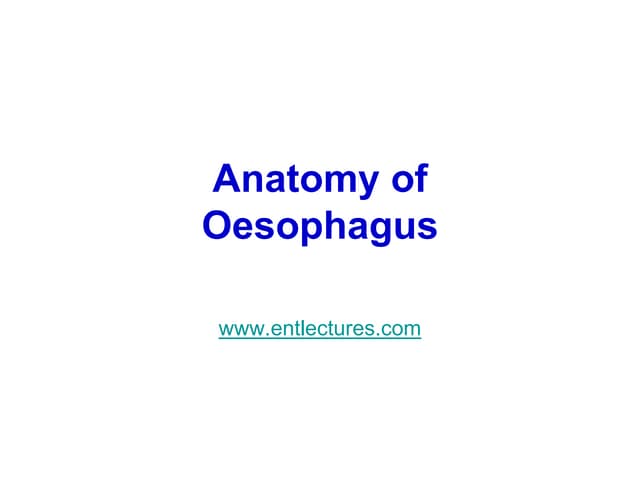 2.Anatomy of oesophagus.ppt
