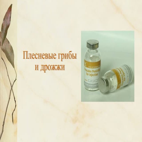 6 урок многообразие грибов