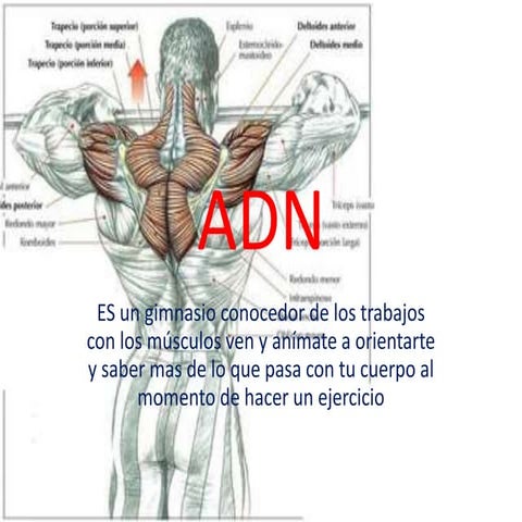 Adngimnasiopepinilo