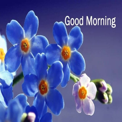 Analgesic effect garlic shoot extract