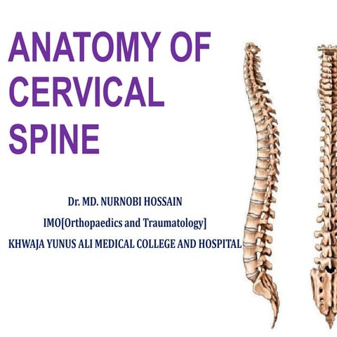 Anatomy of cervical spine