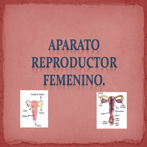 Aparato rep. femenino eq. 2