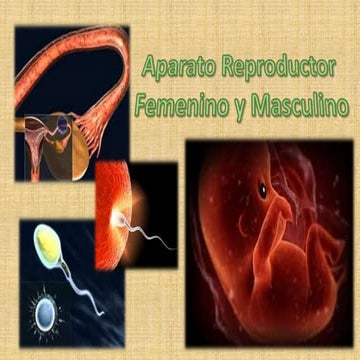 Aparato reproductor femenino y masculino