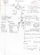 Arterial system flow chart.pdf