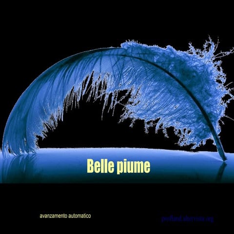 Belle piume
