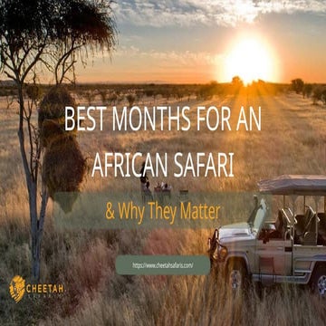 Best Months for an African Safari & Why They Matter