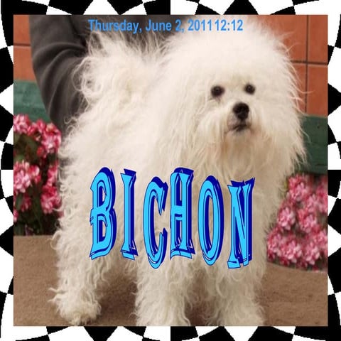 BICHON