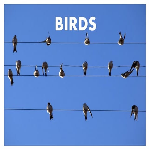 BIRDS