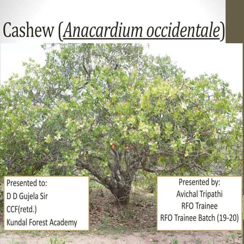 Cashew 