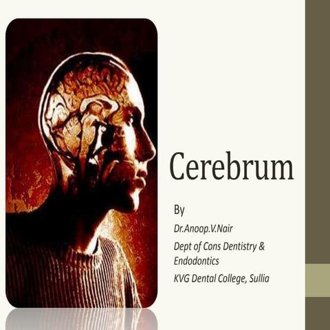 Cerebrum