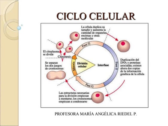 Ciclo celular