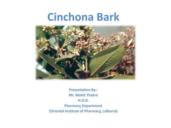 Cinchona by Mr. Mohit