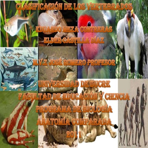 Clasificacion De Los Vertebrados Facebook