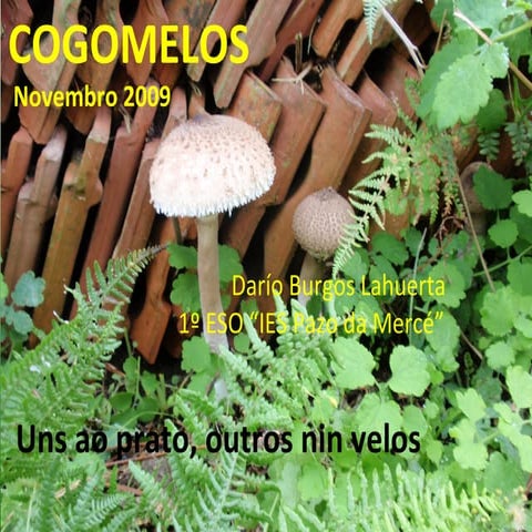 Cogomelos