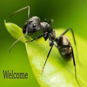 Household pests in association with human beings and their management