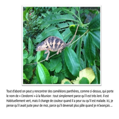 Diapo sur la faune et la flore