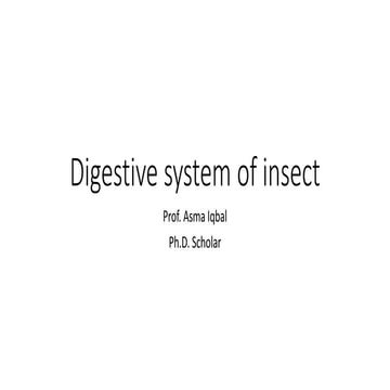 Digestive system of insect