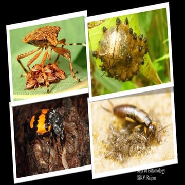Parent offspring conflicts and sibling rivalry in insects 
