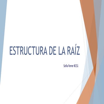 Estructura de la raiz_Sferrer