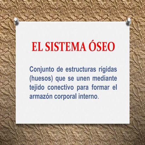El sistema óseo
