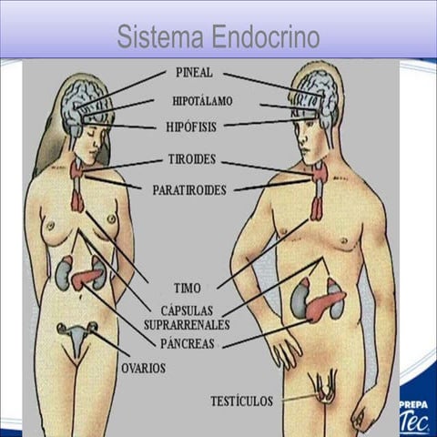 Sistema Endocrino