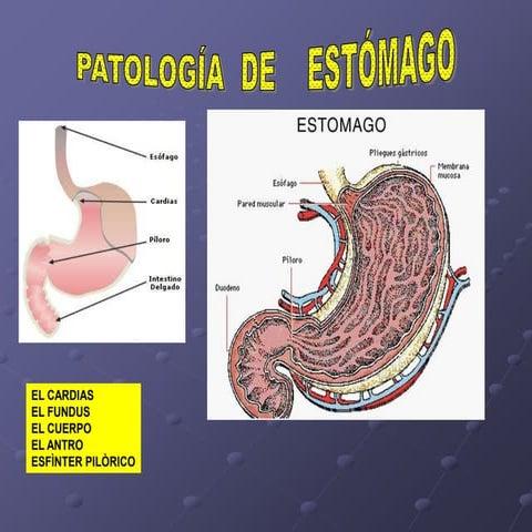 Estomago