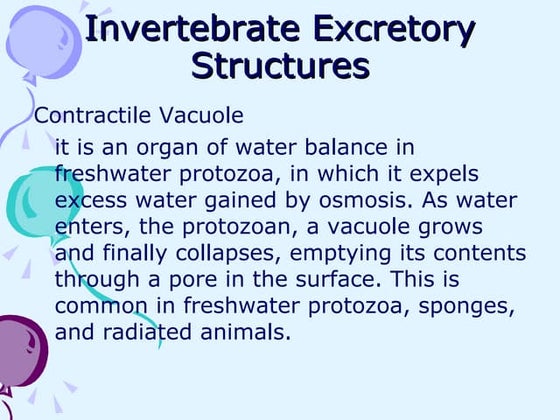 Excretory system 2