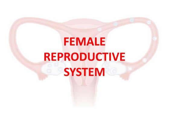 Female reproductive system