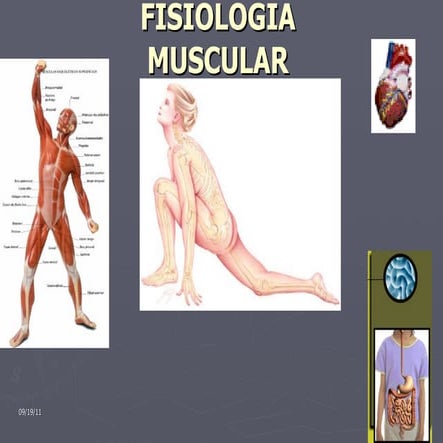Fisioologia muscular