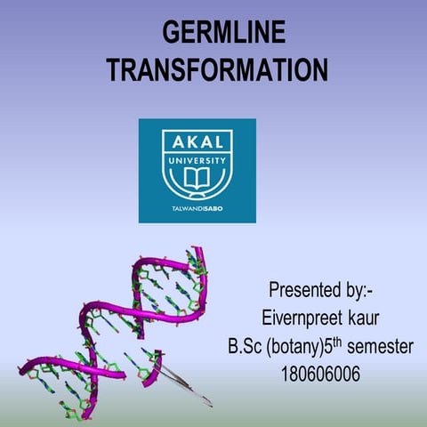 Germline transformation eivran