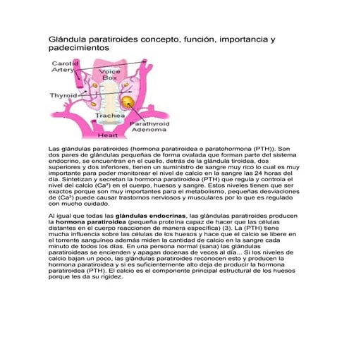 Glándula paratiroides concepto