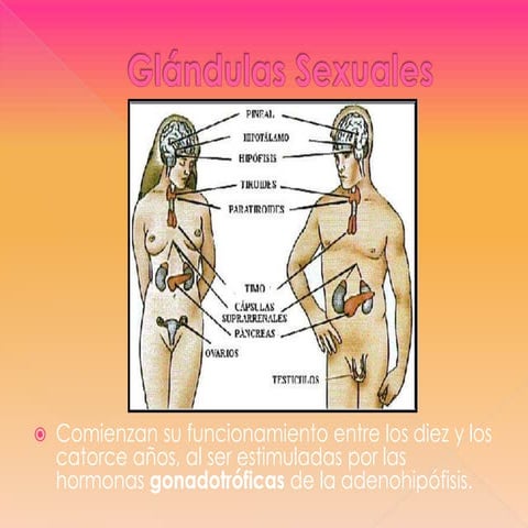 GláNdulas Sexuales