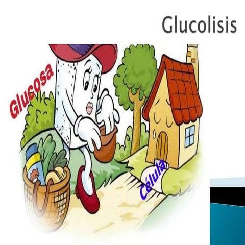 Glucolisis ciclo metabolico
