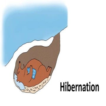 Hibernation animal game