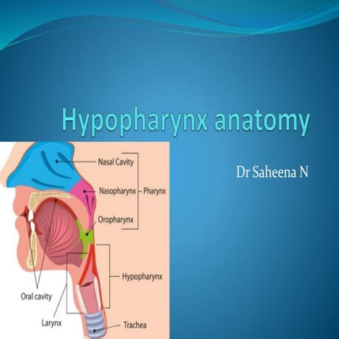 Hypopharynx anatomy