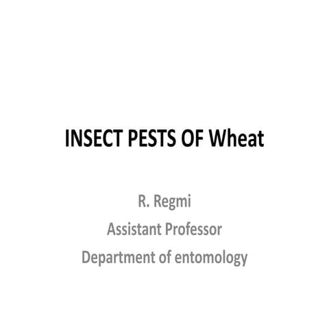 Insect pest of wheat