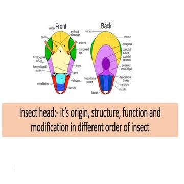 Insect head:- it’s origin, structure, function and modification in different ...